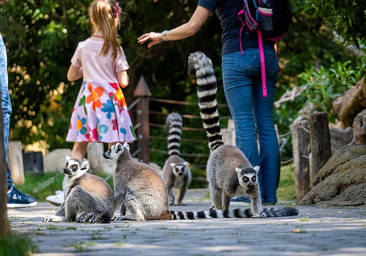 Imagen tomada en Bioparc Valencia