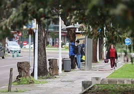 El Ayuntamiento quiere plantar 3.000 árboles anuales en Córdoba durante diez años