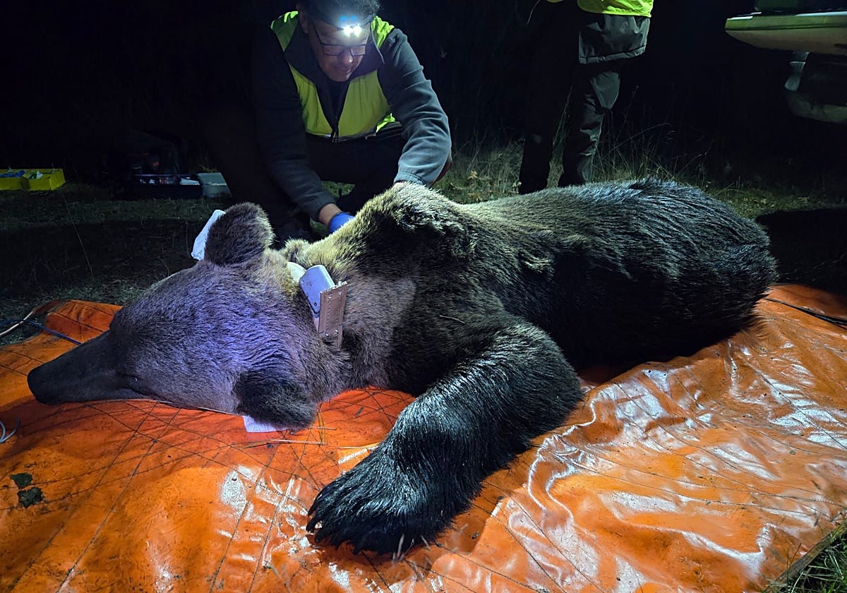 Uno de los ejemplares de oso pardo monitorizado con GPS en la localidad leonesa de Caboalles de Abajo