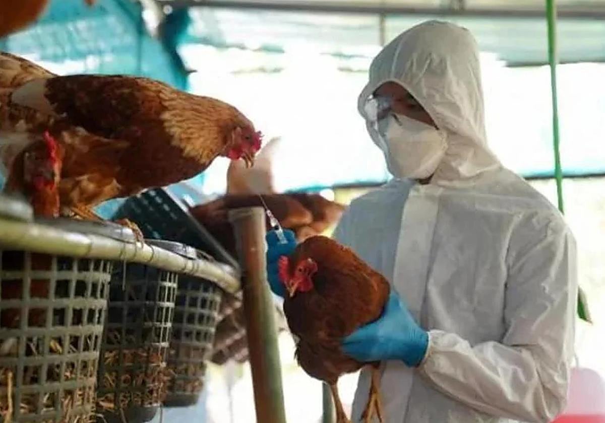 Análisis ante posible gripe aviar en una imagen de archivo.
