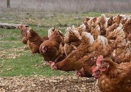 La Junta declara dos focos  de gripe aviar en  explotaciones avícolas de  Valladolid