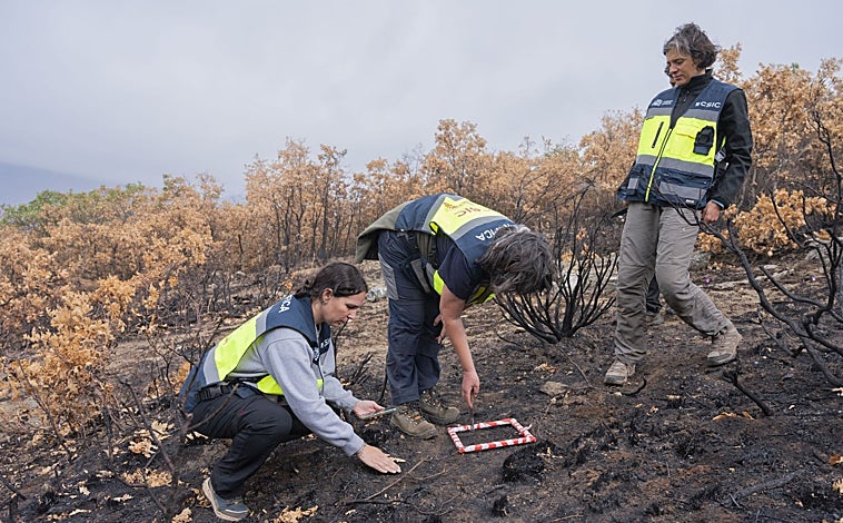 Imagen principal - Profesionales del CSIC trabajando sobre el terreno en Las Médulas. A la derecha, la vida se abre paso en una zona quemada 