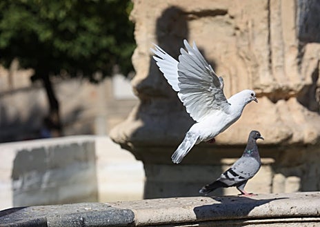 Imagen secundaria 1 - &#039;Guerra&#039; a las palomas en Córdoba: Sadeco inicia una campaña de información y sanciones por alimentarlas