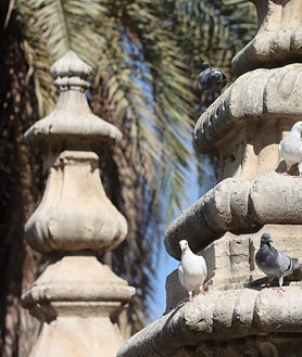 Imagen secundaria 2 - &#039;Guerra&#039; a las palomas en Córdoba: Sadeco inicia una campaña de información y sanciones por alimentarlas