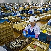 El sector conservero celebra la limitación de aranceles al Sáhara Occidental