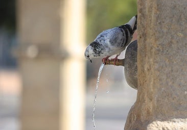 'Guerra' a las palomas en Córdoba: Sadeco inicia una campaña de información y sanciones por alimentarlas