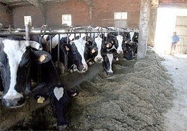 Cataluña vacuna de manera urgente 90.000 reses por el primer brote de Dermatosis Nuclear Contagiosa en España