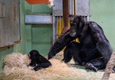 El emocionante reencuentro de un chimpancé con su hijo ocho meses después de nacer