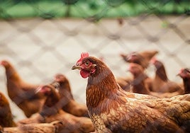 Detectan un nuevo foco de gripe aviar en una granja de gallinas en Olmedo (Valladolid)
