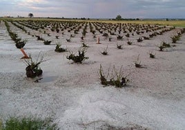 Hasta 325.000 hectáreas afectadas este año en Castilla-La Mancha por alguna adversidad climatológica