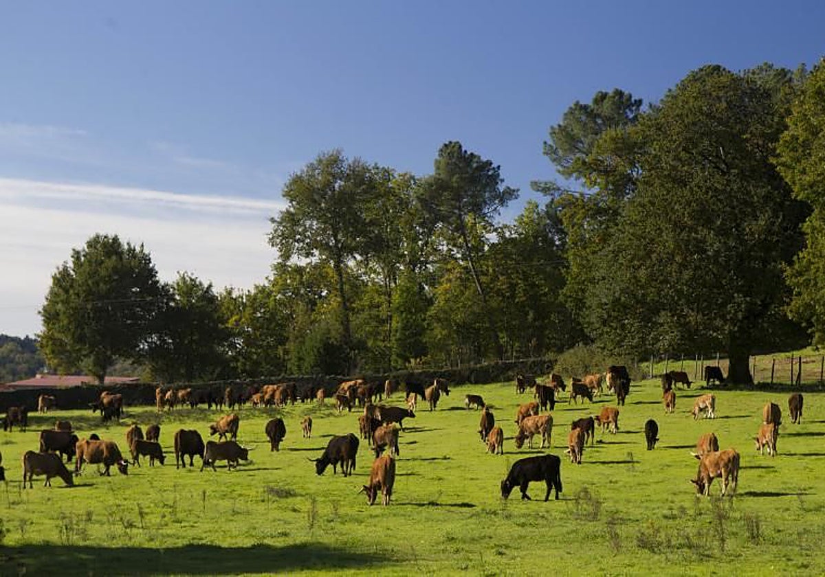 «Preocupación» por la dermatosis en Castilla-La Mancha, que pide «evitar traer» terneros desde Cataluña y el sur de Francia