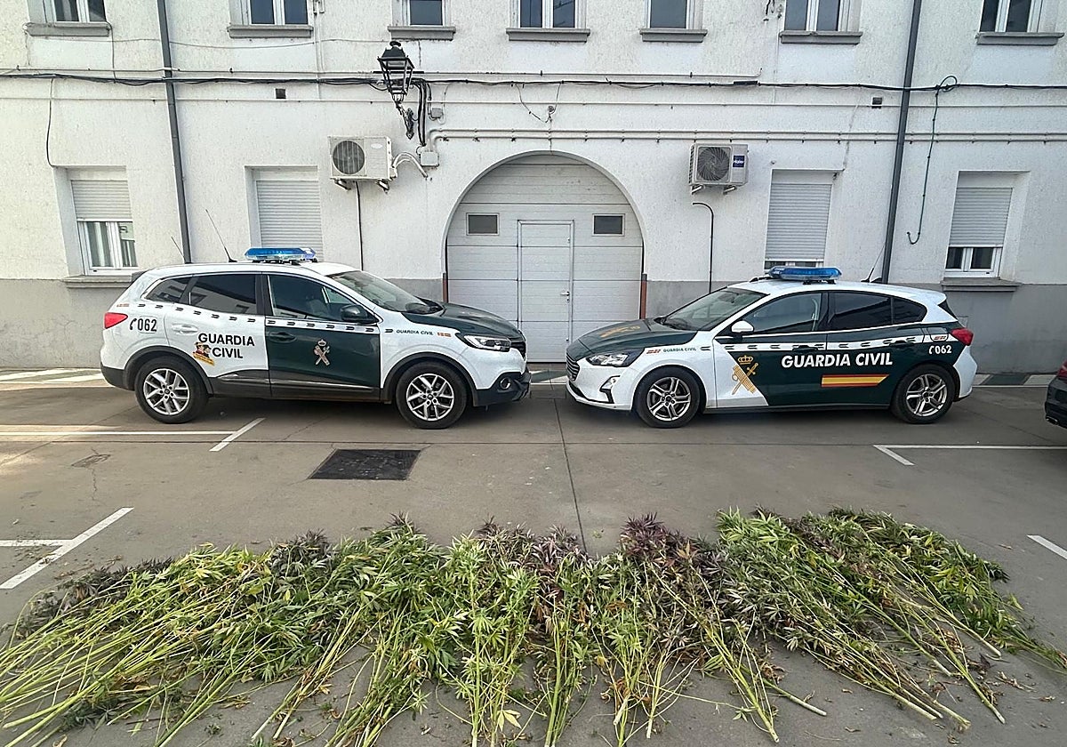Plantas de marihuana incautadas por la Guardia Civil en Villamañán (León)
