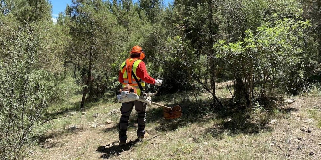 La Junta de Castilla-La Mancha licita por 1,6 millones la restauración de ecosistemas forestales en la Red Natura 2000