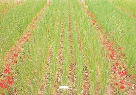 El tirón de lo ecológico multiplica casi por diez las hectáreas en veinte años