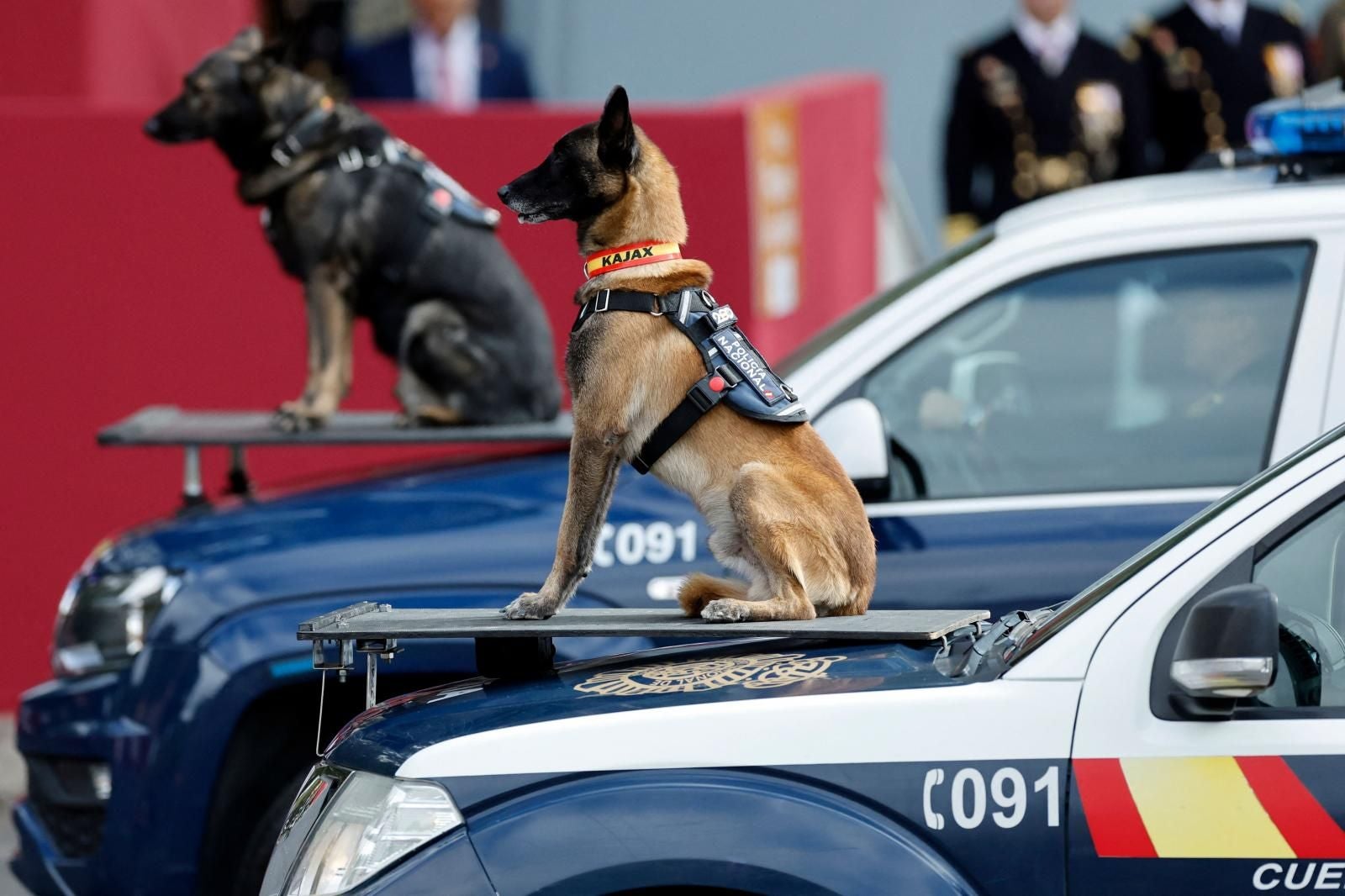 Los animales suelen ser otros de los protagonistas del paseo militar y en esta ocasión se ha visto a seis perros