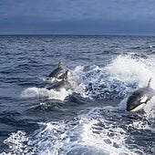 Salvamento remolca a dos veleros dañados por orcas en la Costa da Morte