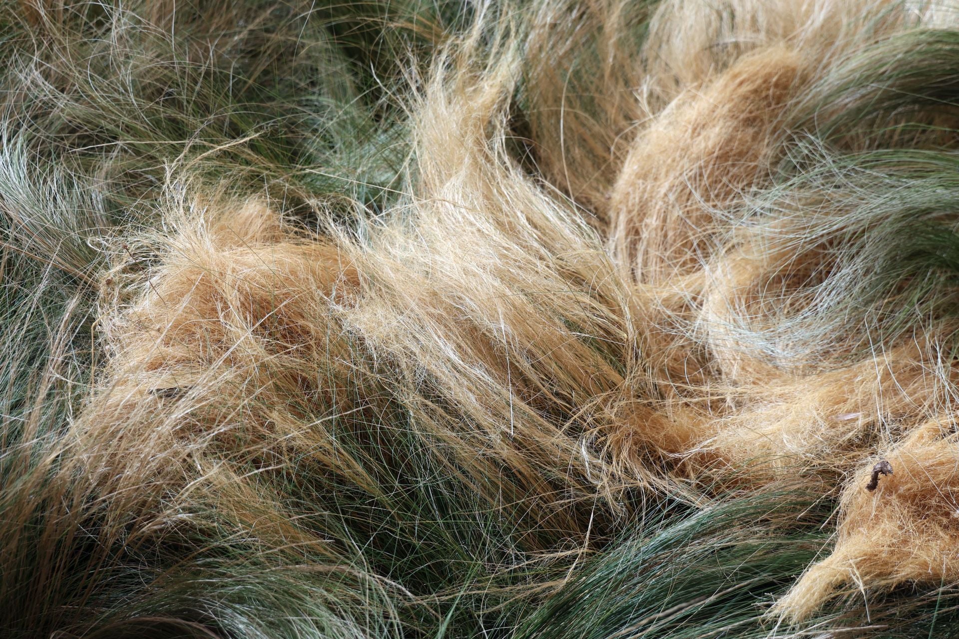 El arranque del montaje de Flora 2025, en imágenes