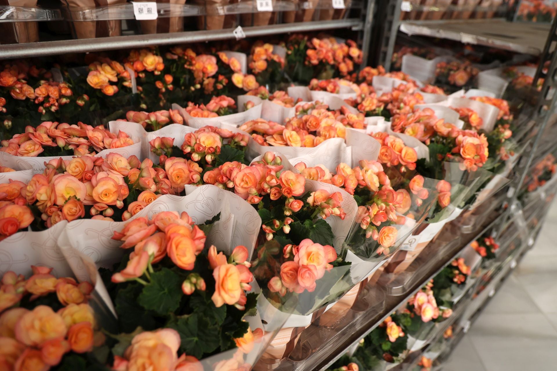 El arranque del montaje de Flora 2025, en imágenes