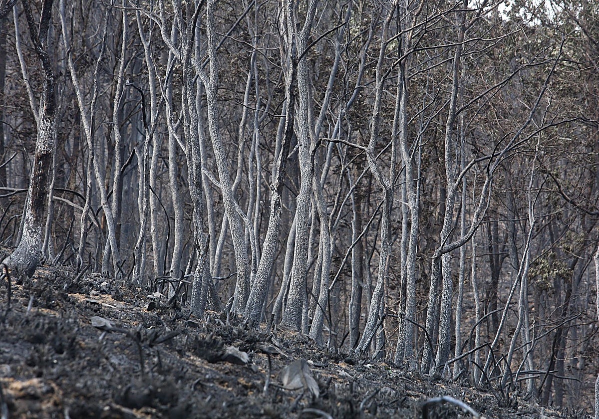 Monte quemado en la comarca leonesa del Bierzo