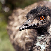 Accidente con misterio: investigan cómo llegó un emú a una carretera de Canarias