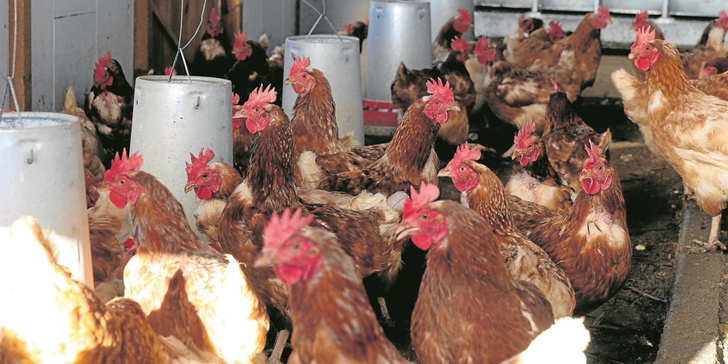 Gripe aviar: un virus en «transformación» que amenaza a las granjas