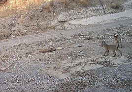 Tres nuevos cachorros de lince ibérico confirman a Almería como núcleo emergente de reproducción