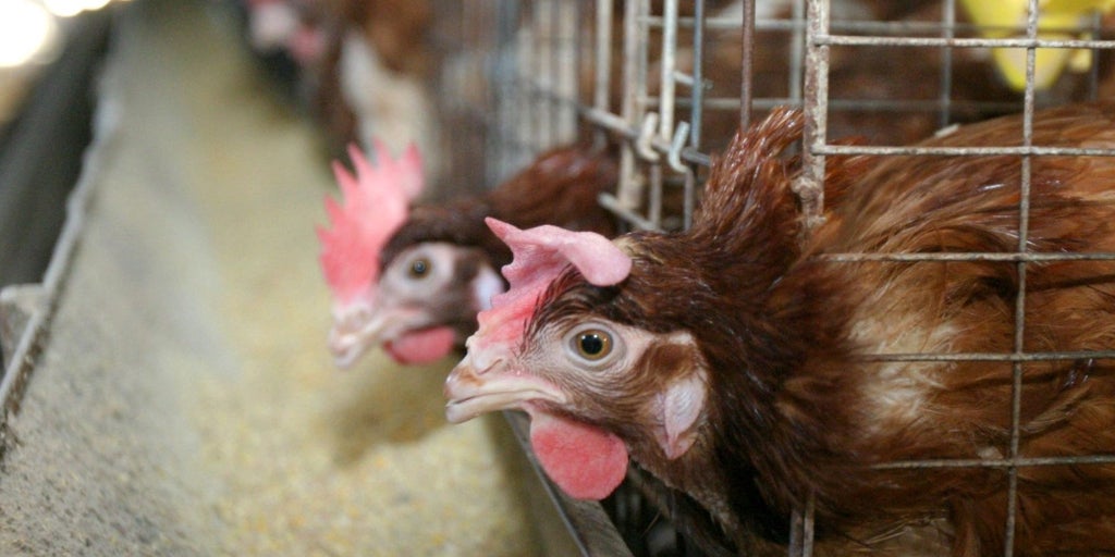 Un nuevo foco de gripe aviar en Olmedo (Valladolid) obliga a sacrificar a otras 315.000 gallinas
