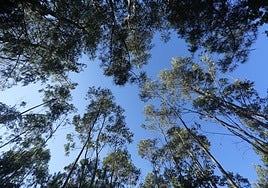 Galicia prorroga la moratoria del eucalipto hasta 2030 con algunas medidas que la flexibilizan