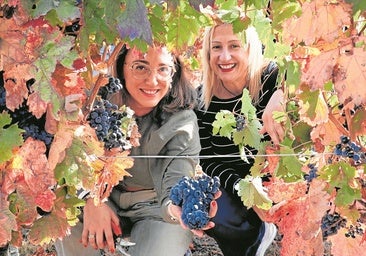 Castilla y León vendimia 291 millones de kilos de uva «de calidad»