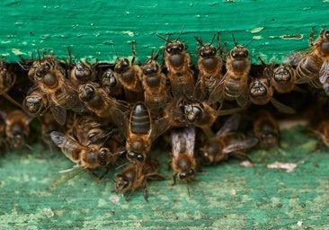 Muere un concejal gallego tras sufrir varias picaduras de avispas velutinas mientras desbrozaba una finca