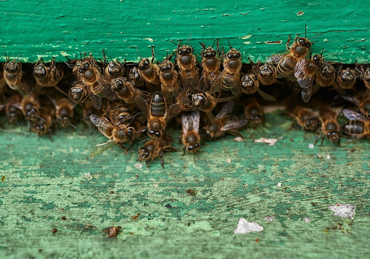 Avispa velutina, de origen asiático.