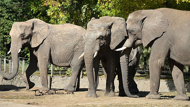 La elefanta Metzi se reencuentra con Jambo, el macho que realizó anteriormente el mismo traslado desde Bioparc