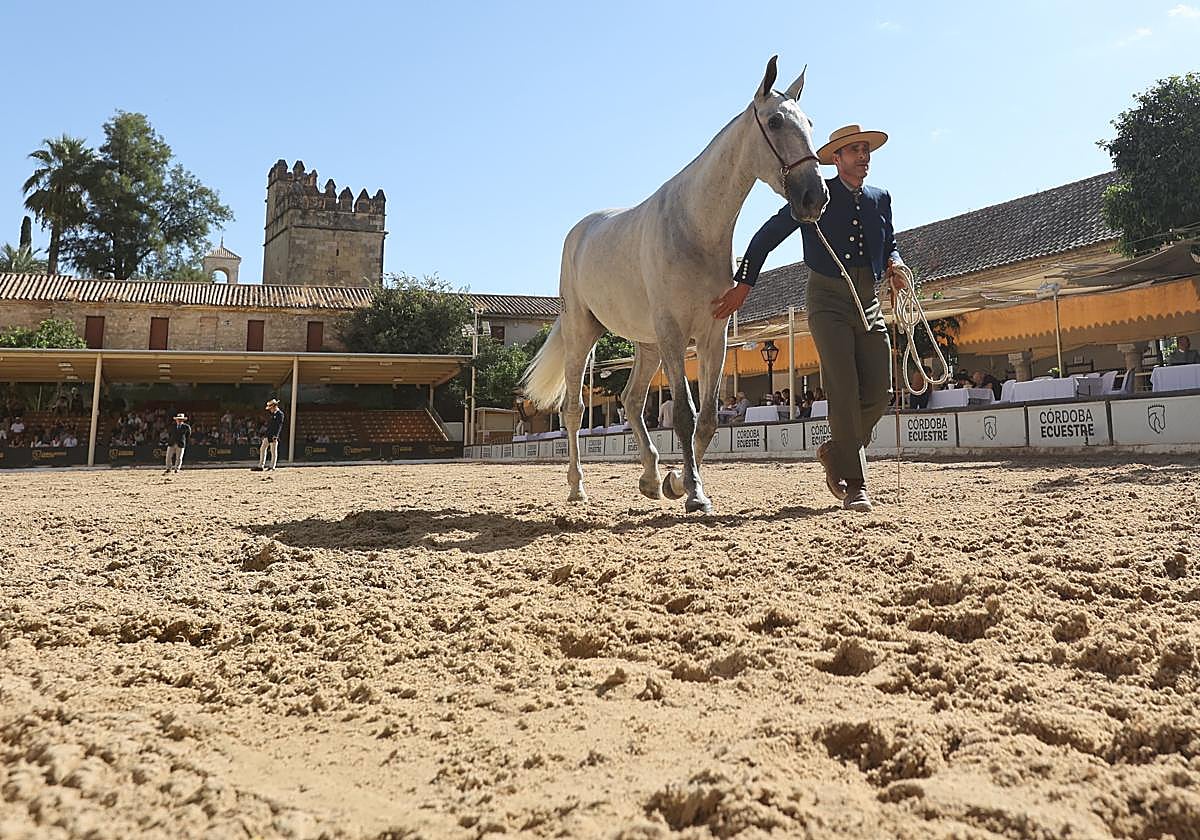 Imagen del último Concurso Morfológico, celebrado en Cabalcor 2025