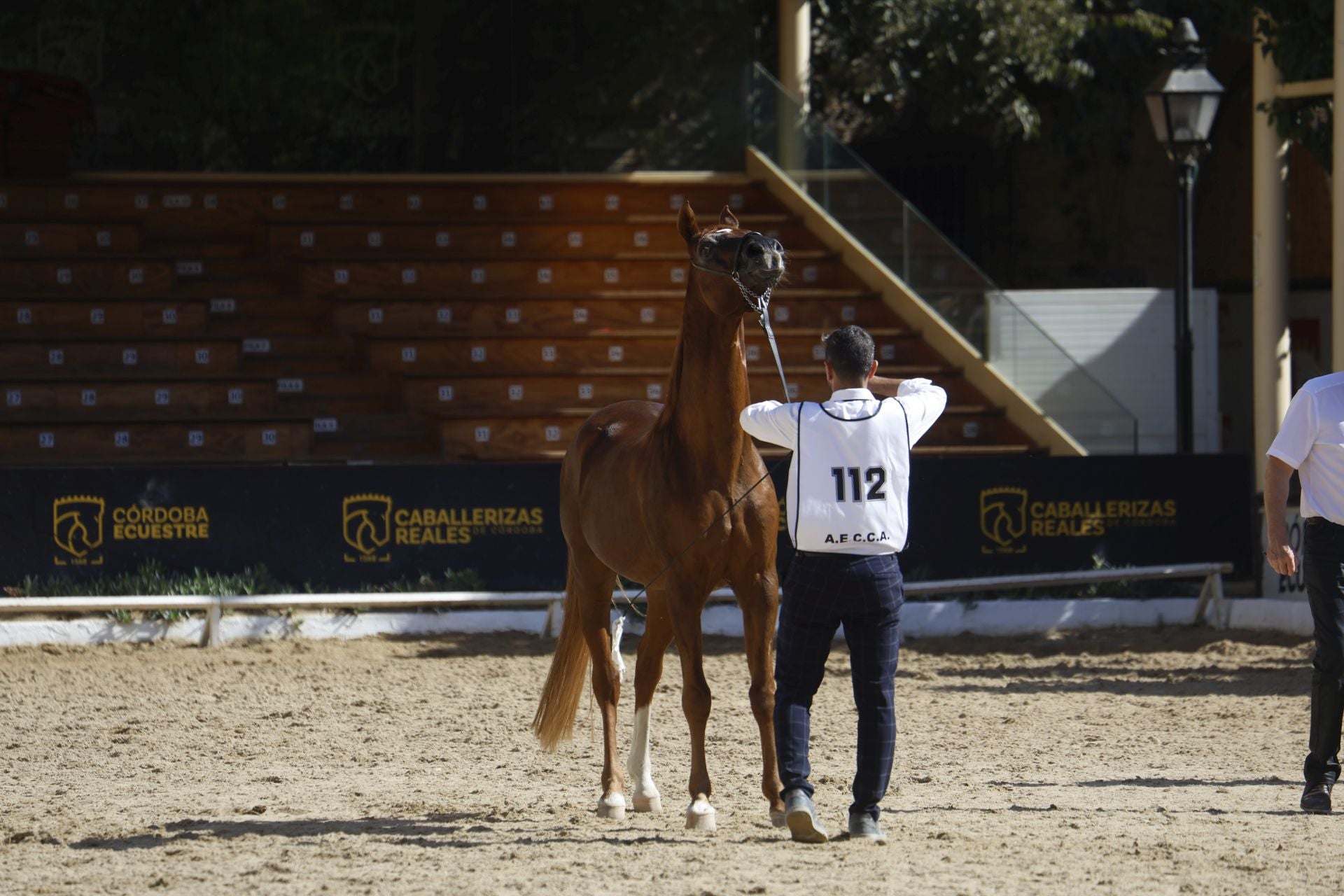 El estético concurso de Caballos de Pura Raza Árabe en Córdoba, en imágenes