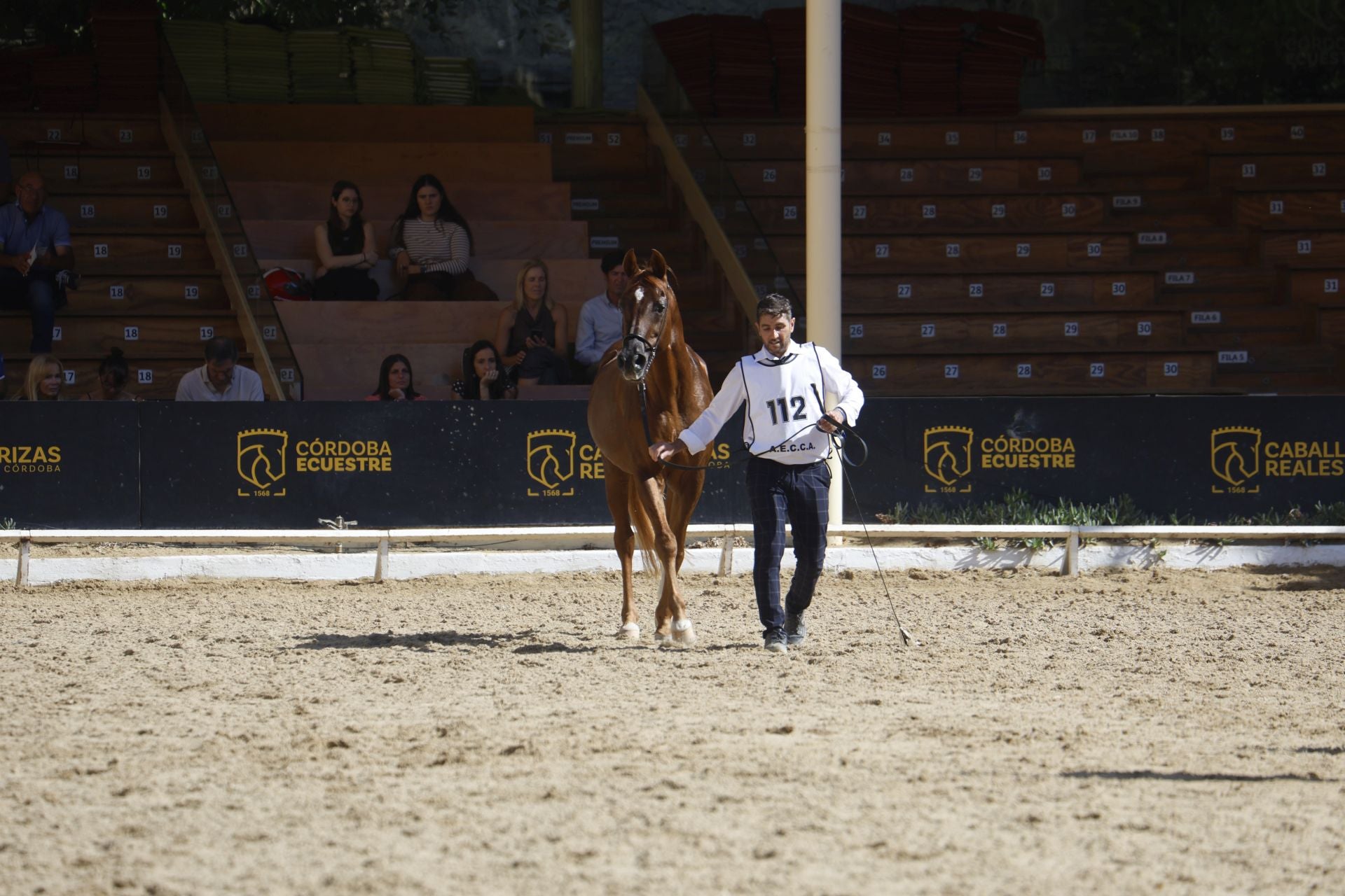 El estético concurso de Caballos de Pura Raza Árabe en Córdoba, en imágenes