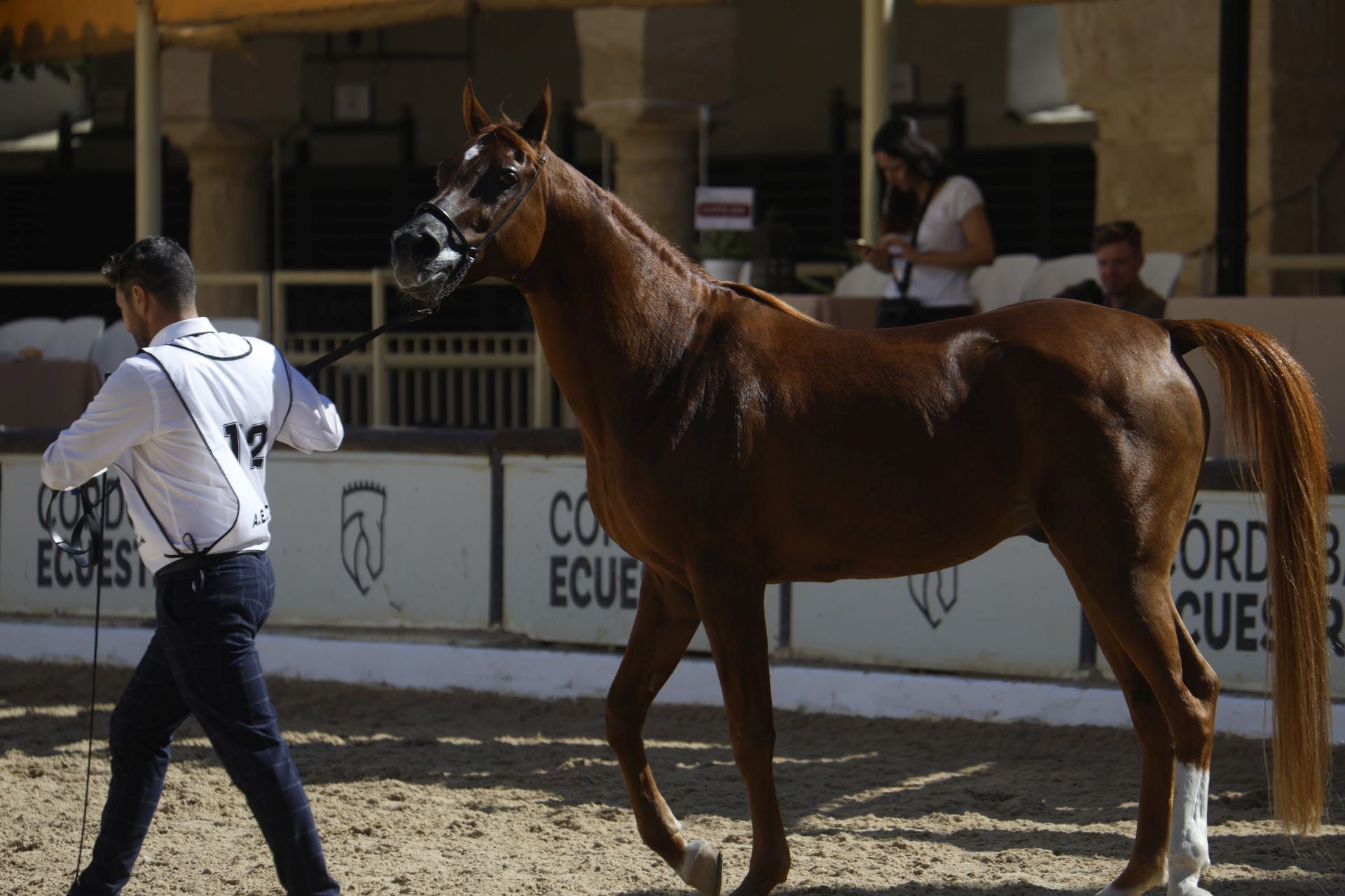 El estético concurso de Caballos de Pura Raza Árabe en Córdoba, en imágenes