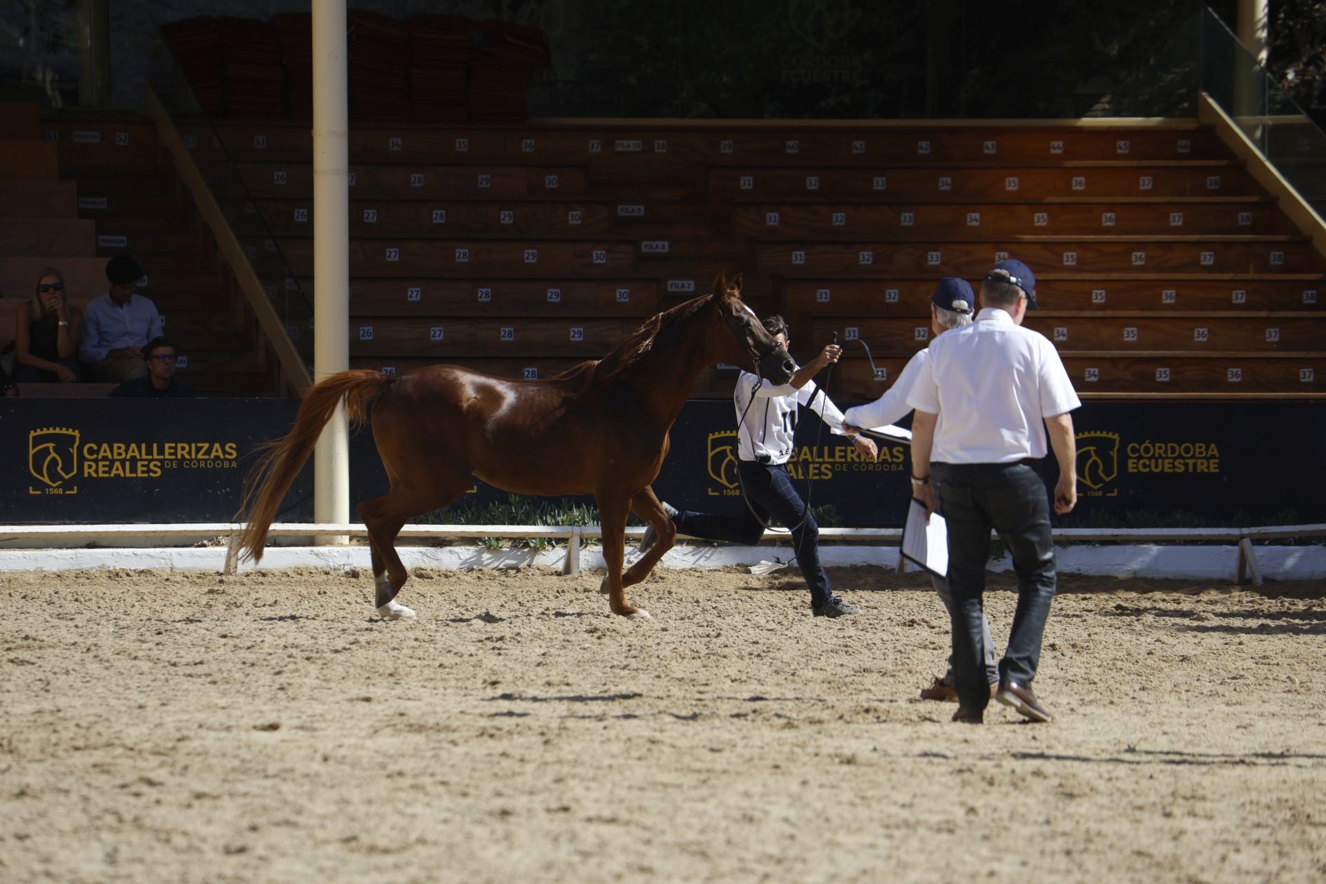 El estético concurso de Caballos de Pura Raza Árabe en Córdoba, en imágenes