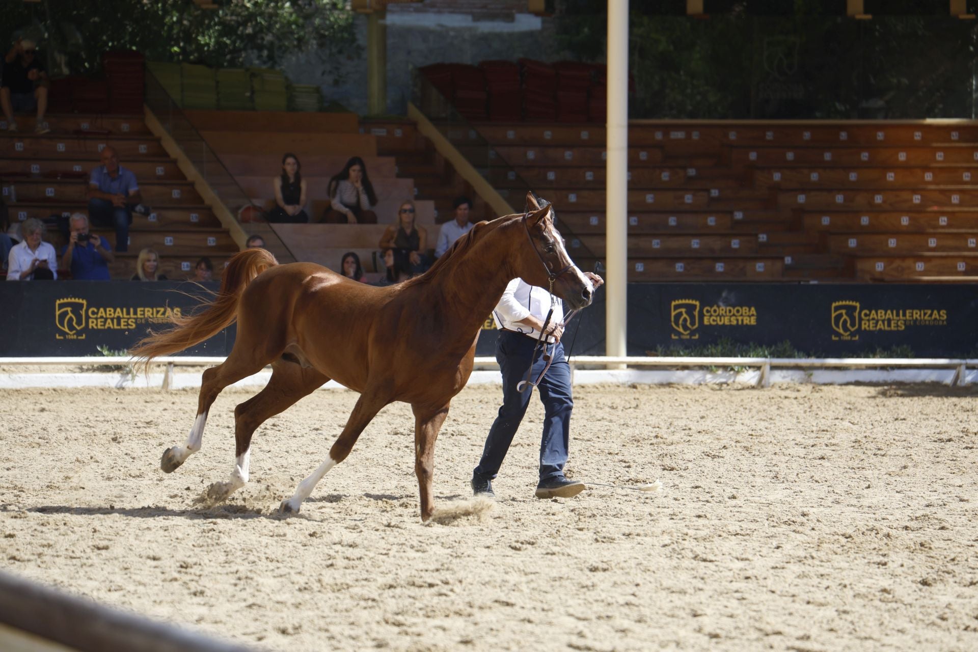 El estético concurso de Caballos de Pura Raza Árabe en Córdoba, en imágenes