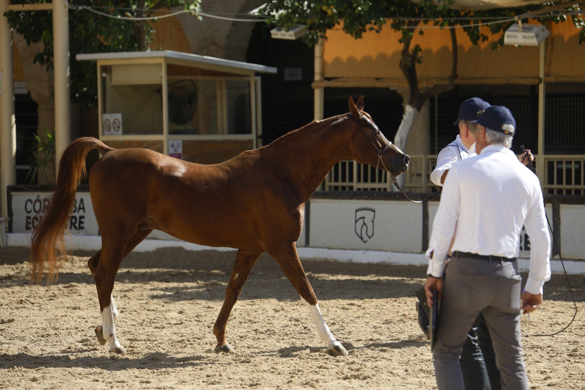 El estético concurso de Caballos de Pura Raza Árabe en Córdoba, en imágenes