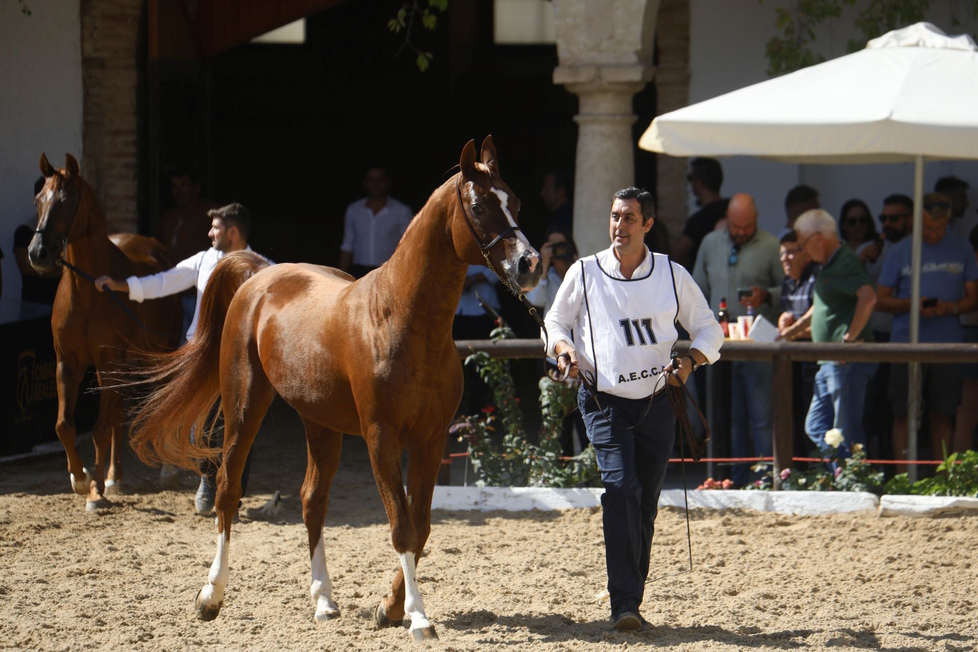 El estético concurso de Caballos de Pura Raza Árabe en Córdoba, en imágenes