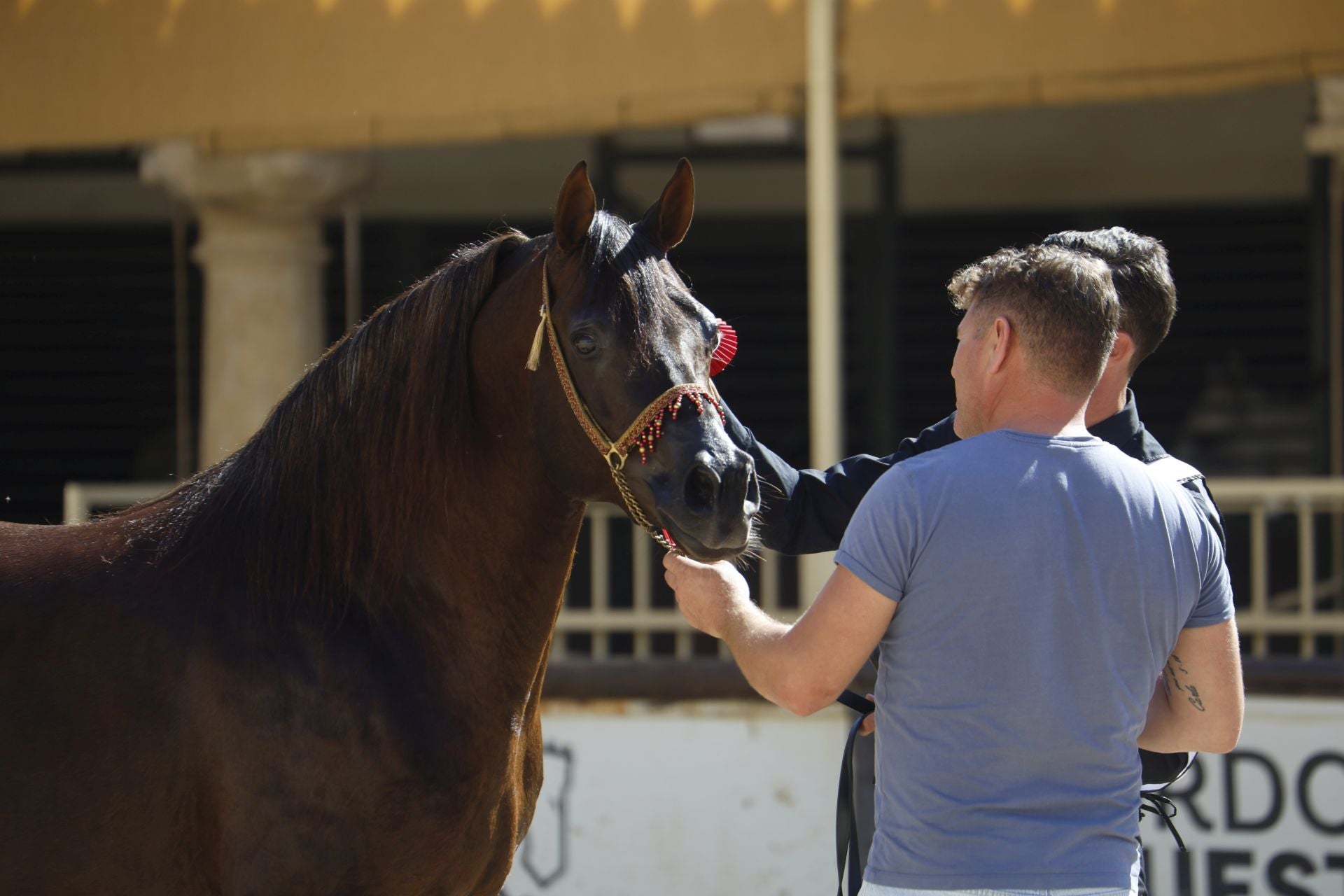 El estético concurso de Caballos de Pura Raza Árabe en Córdoba, en imágenes