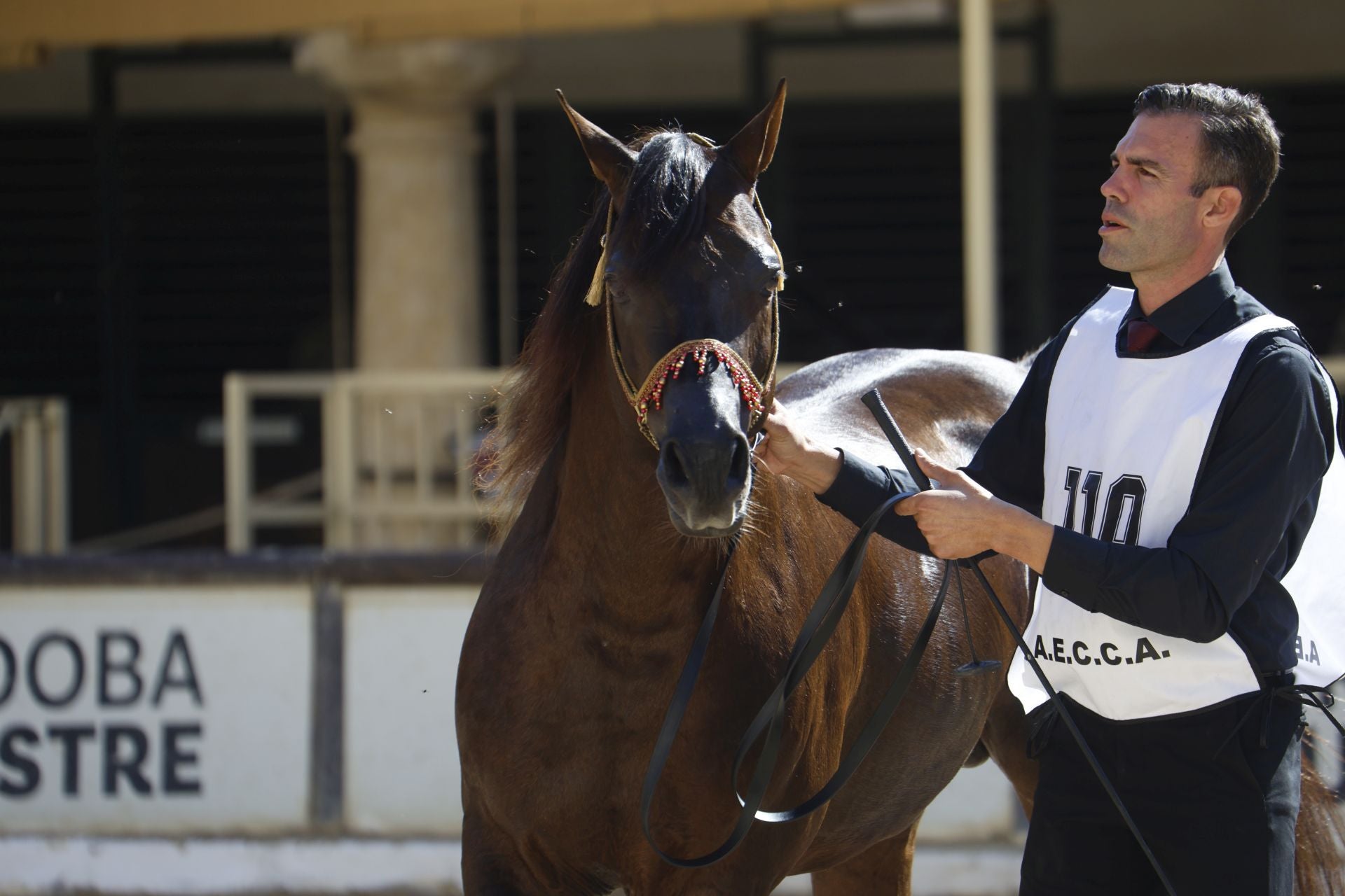 El estético concurso de Caballos de Pura Raza Árabe en Córdoba, en imágenes