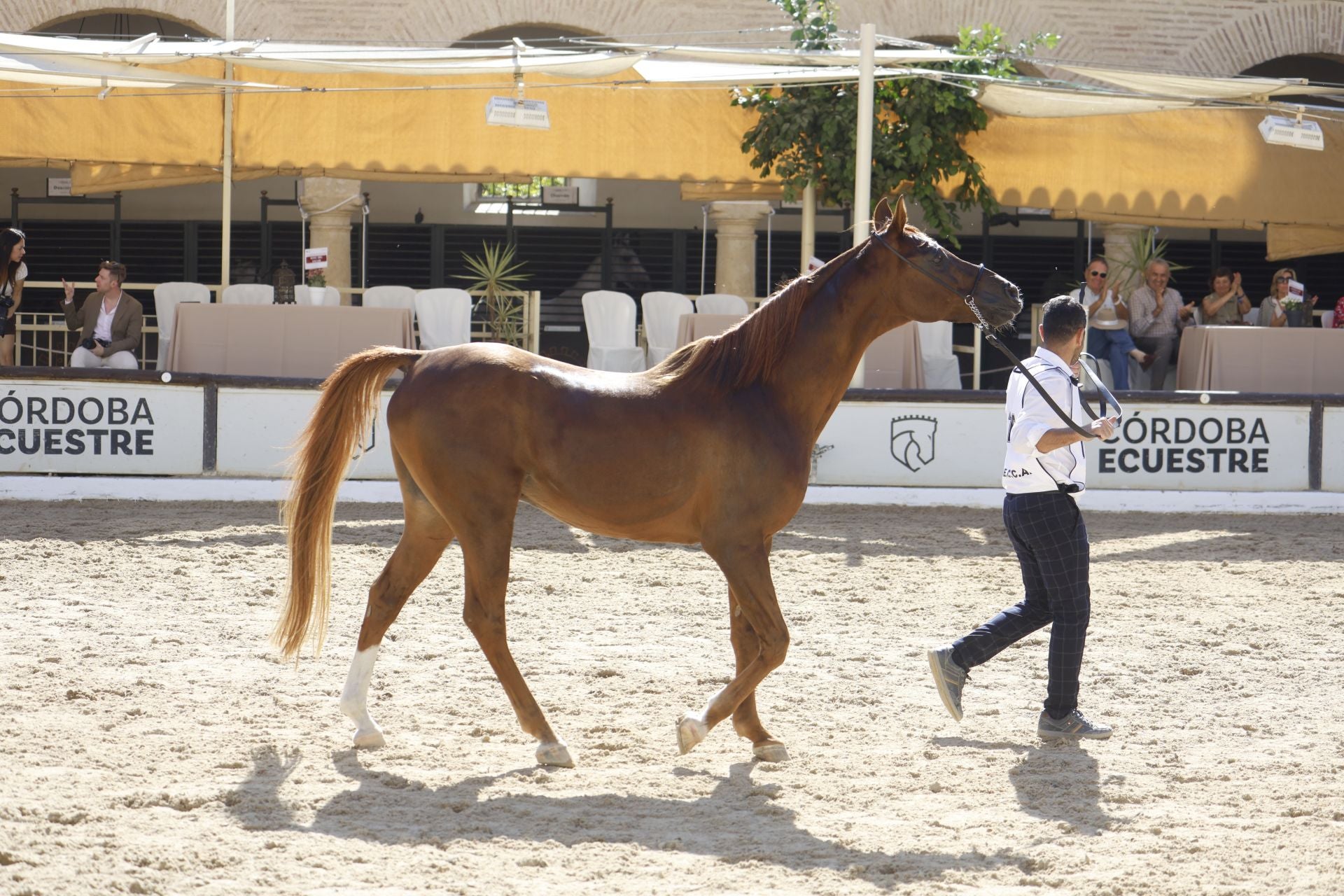 El estético concurso de Caballos de Pura Raza Árabe en Córdoba, en imágenes