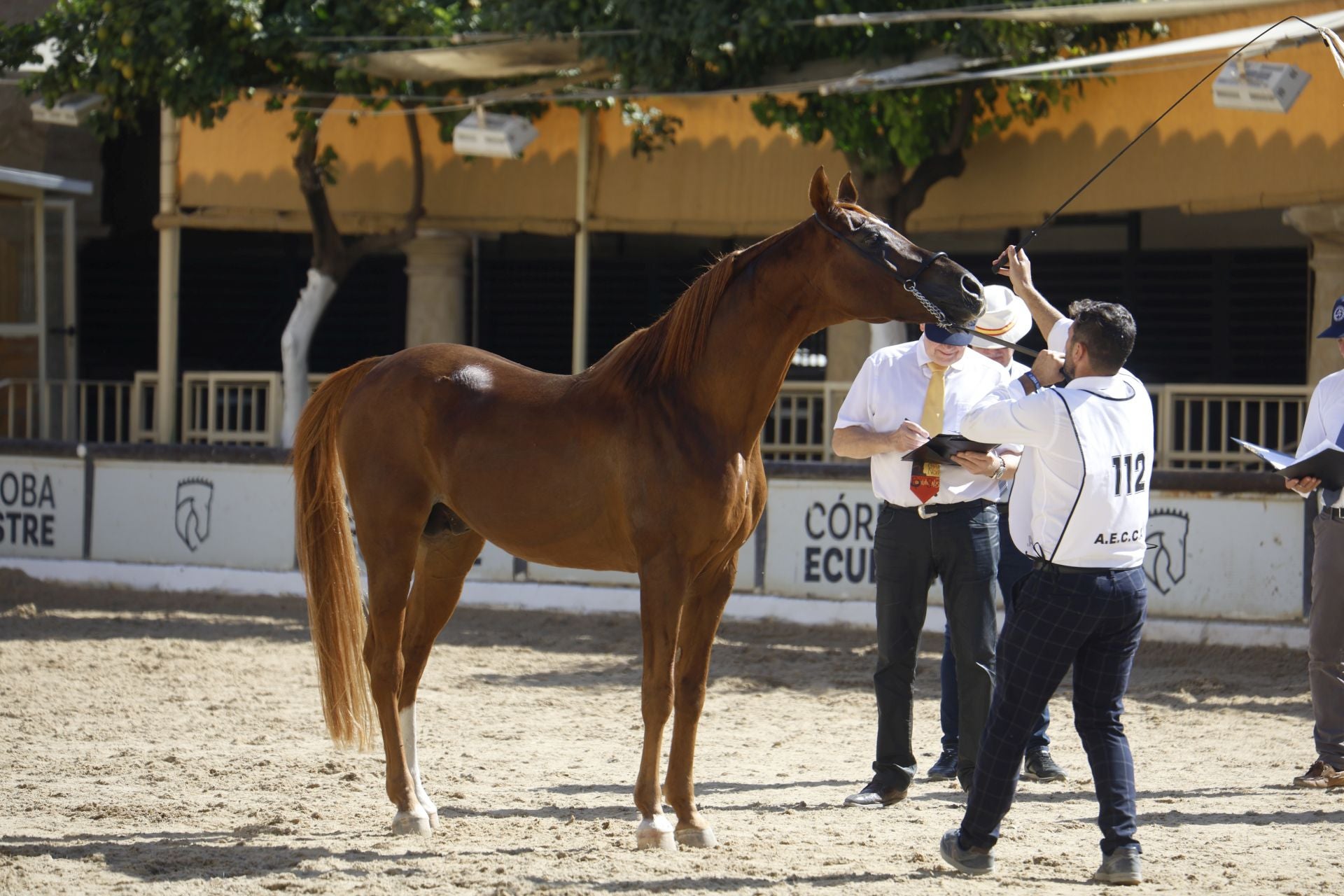El estético concurso de Caballos de Pura Raza Árabe en Córdoba, en imágenes