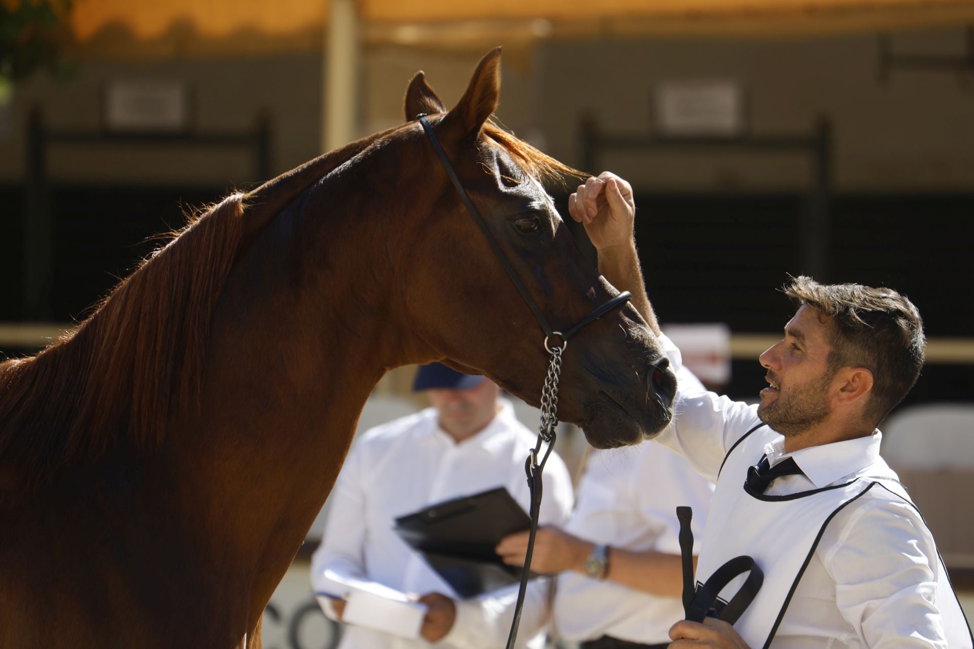 El estético concurso de Caballos de Pura Raza Árabe en Córdoba, en imágenes
