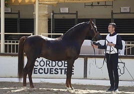 El estético concurso de Caballos de Pura Raza Árabe en Córdoba, en imágenes