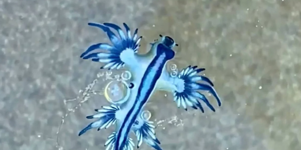 Dragón azul: así es la criatura venenosa que ha obligado a cerrar una playa al baño en Gran Canaria