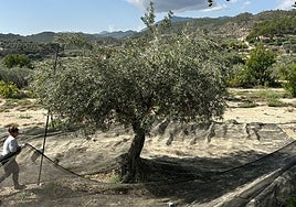 La dana Alice alivia varios cultivos en Alicante y mejora las siembras para futuras cosechas