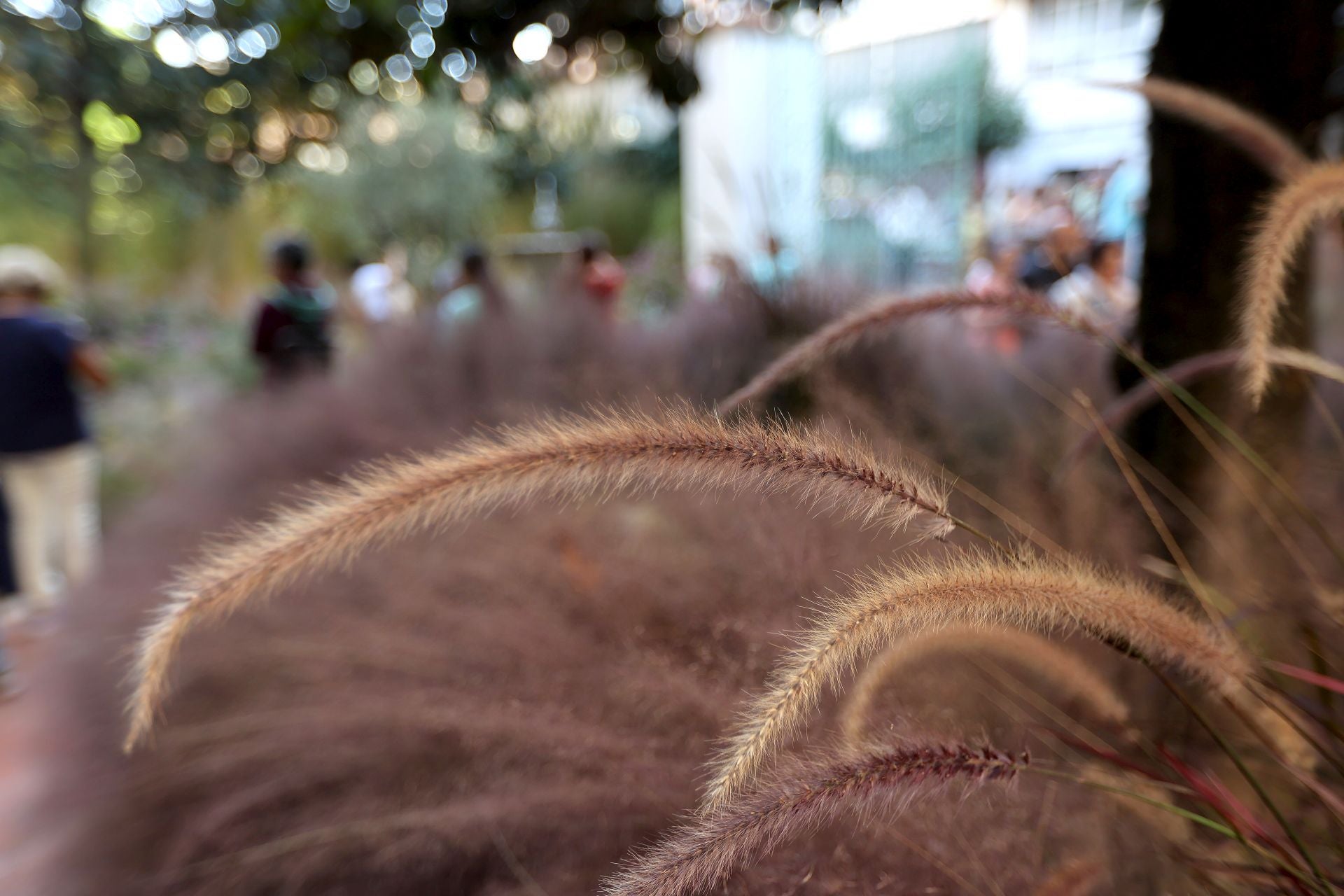 Las multitudinarias visitas a los patios de Flora en Córdoba, en imágenes