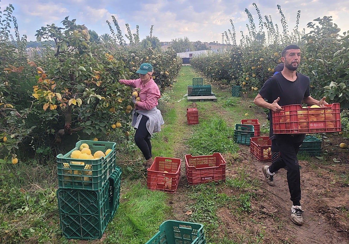 Cosecha del membrillo en Puente Genil